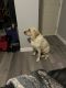 Labrador Retriever Puppies for sale in Phoenix, AZ, USA. price: $1,000
