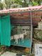 Labrador Retriever Puppies for sale in Pampakuda, Ernakulam District, Ramamangalam - Thodupuzha Rd, Pampakuda, Kerala 686667, India. price: 25000 INR