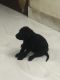 Labrador Retriever Puppies for sale in Sonari, Jamshedpur, Jharkhand, India. price: 12000 INR