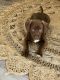 Labrador Retriever Puppies for sale in Stanhope, NJ 07874, USA. price: $750