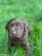 Labrador Retriever Puppies for sale in Albany, WI, USA. price: NA
