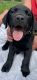 Labrador Retriever Puppies for sale in Bagley, MN 56621, USA. price: NA