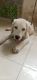 Labrador Retriever Puppies for sale in Moshi, Pimpri-Chinchwad, Maharashtra, India. price: 15000 INR