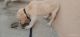 Labrador Retriever Puppies for sale in Hisar, Haryana, India. price: 5000 INR
