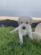 Labrador Retriever Puppies for sale in St. George, UT 84770, USA. price: NA
