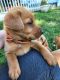 Labrador Retriever Puppies for sale in Bedford, PA 15522, USA. price: $800