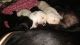 Labrador Retriever Puppies for sale in Kalyan Nagar, Bengaluru, Karnataka 560043, India. price: 10000 INR
