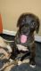 Labrador Retriever Puppies for sale in Atlanta, GA, USA. price: $300