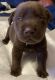 Labrador Retriever Puppies for sale in Canton, TX 75103, USA. price: $800