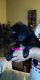 Labrador Retriever Puppies for sale in Newton, KS 67114, USA. price: $400