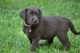 Labrador Retriever Puppies for sale in Pell City, AL, USA. price: NA