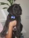 Labrador Retriever Puppies for sale in Brentwood, CA 94513, USA. price: NA