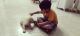 Labrador Retriever Puppies for sale in Yamuna Nagar, Haryana, India. price: 8000 INR