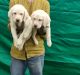 Labrador Retriever Puppies for sale in Vijaynagar, RPC Layout, Attiguppe, Bengaluru, Karnataka 560040, India. price: 10000 INR