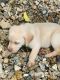 Labrador Retriever Puppies for sale in West Bradford Township, PA 19335, USA. price: NA