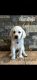 Labrador Retriever Puppies for sale in North Port, FL, USA. price: $900
