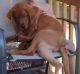 Labrador Retriever Puppies for sale in Elkton, MD 21921, USA. price: $600