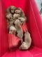 Labrador Retriever Puppies for sale in Ponchatoula, LA, USA. price: $800