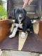 Labrador Retriever Puppies for sale in Little Falls, NY 13365, USA. price: $250