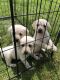 Labrador Retriever Puppies for sale in Yakima, WA, USA. price: NA