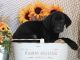 Labrador Retriever Puppies for sale in Minidoka, ID 83350, USA. price: NA