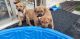 Labrador Retriever Puppies for sale in Avondale, AZ, USA. price: NA