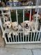 Labrador Retriever Puppies for sale in Romoland, CA 92585, USA. price: NA