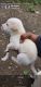 Labrador Retriever Puppies for sale in Katraj - Kondhwa Rd, Gokul Nagar, Katraj, Pune, Maharashtra, India. price: 3000 INR