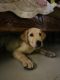 Labrador Retriever Puppies for sale in Sarjapur - Marathahalli Rd, Dommasandra, Bengaluru, Karnataka, India. price: 8000 INR