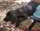 Labrador Retriever Puppies for sale in Helotes, TX, USA. price: $1,000