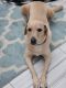 Labrador Retriever Puppies for sale in Gilbert, AZ 85297, USA. price: NA