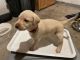 Labrador Retriever Puppies for sale in Havelock, IA 50546, USA. price: NA