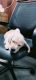 Labrador Retriever Puppies for sale in Subhanpura, Vadodara, Gujarat, India. price: 12000 INR