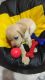 Labrador Retriever Puppies for sale in Kalyani Nagar, Rajendra Nagar, Cuttack, Odisha 753013, India. price: 25000 INR