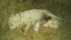 Labrador Retriever Puppies for sale in Linden, TN 37096, USA. price: NA