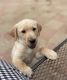 Labrador Retriever Puppies for sale in Marina, CA, USA. price: NA