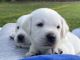 Labrador Retriever Puppies for sale in Pleasant Grove, UT, USA. price: $2,000