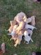 Labrador Retriever Puppies for sale in West Linn, OR, USA. price: NA