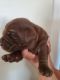 Labrador Retriever Puppies for sale in Hughson, CA 95326, USA. price: NA