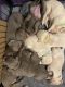 Labrador Retriever Puppies for sale in Ponder, TX, USA. price: $1,600