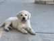 Labrador Retriever Puppies for sale in Jurupa Valley, CA, USA. price: NA