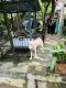 Labrador Retriever Puppies for sale in Pariyapuram Pachattiri Rd, Tirur, Kerala 676105, India. price: NA