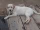 Labrador Retriever Puppies for sale in Meham, Haryana, India. price: 15000 INR