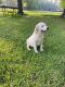 Labrador Retriever Puppies for sale in Lovelady, TX 75851, USA. price: $1,250