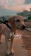 Labrador Retriever Puppies for sale in Agra Rd, Transport Nagar, Jaipur, Rajasthan 302007, India. price: 2000 INR