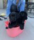 Labrador Retriever Puppies for sale in Miami, FL, USA. price: NA