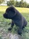Labrador Retriever Puppies for sale in New Holland, SD, USA. price: NA