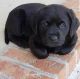 Labrador Retriever Puppies for sale in Texas City, TX, USA. price: $600