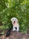 Labrador Retriever Puppies for sale in Ferron, UT 84523, USA. price: $1,500