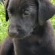 Labrador Retriever Puppies for sale in Fort Worth, TX, USA. price: $100,000
